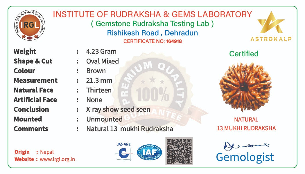 13 Mukhi Rudraksha Bead