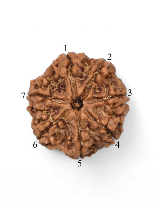 Original 5 Mukhi 108 Beads Nepali Rudraksha Mala 8mm Brown With Lab Certificate