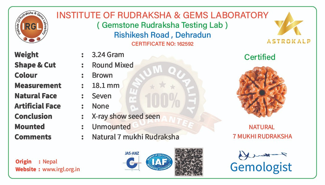 7 Mukhi Rudraksha