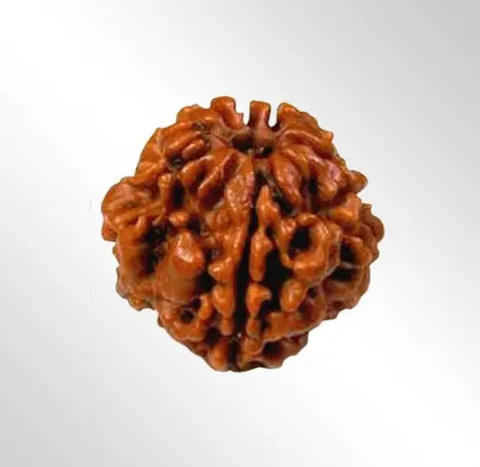 Certified 2 Mukhi Rudraksha Bead