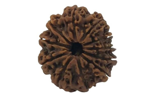 11 Mukhi Rudraksha Original & Certified