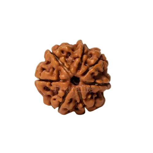 Seven Mukhi Large Rudraksha