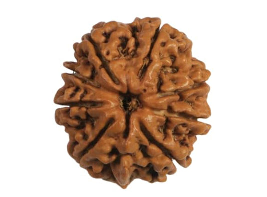 8 Mukhi Rudraksha