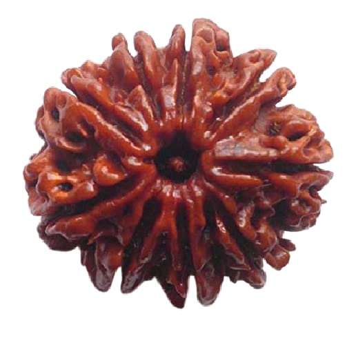 9 Mukhi Rudraksha Beads