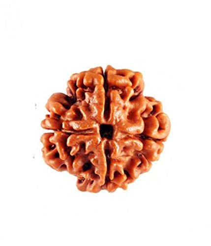 4 Mukhi Natural Rudraksha Original