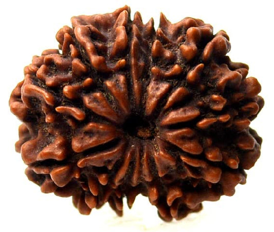 10 Mukhi Rudraksha