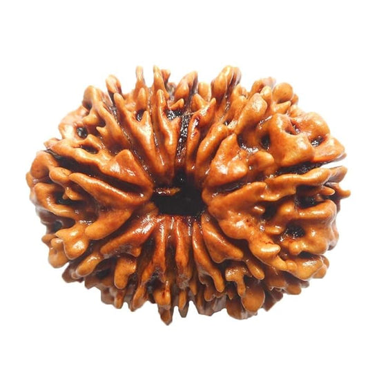 13 Mukhi Rudraksha Bead