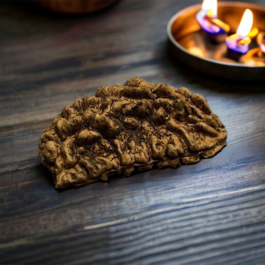 1 Mukhi Indian Rudraksha - Ek Mukhi