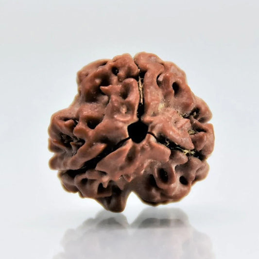 3 Mukhi Natural Rudraksha Original